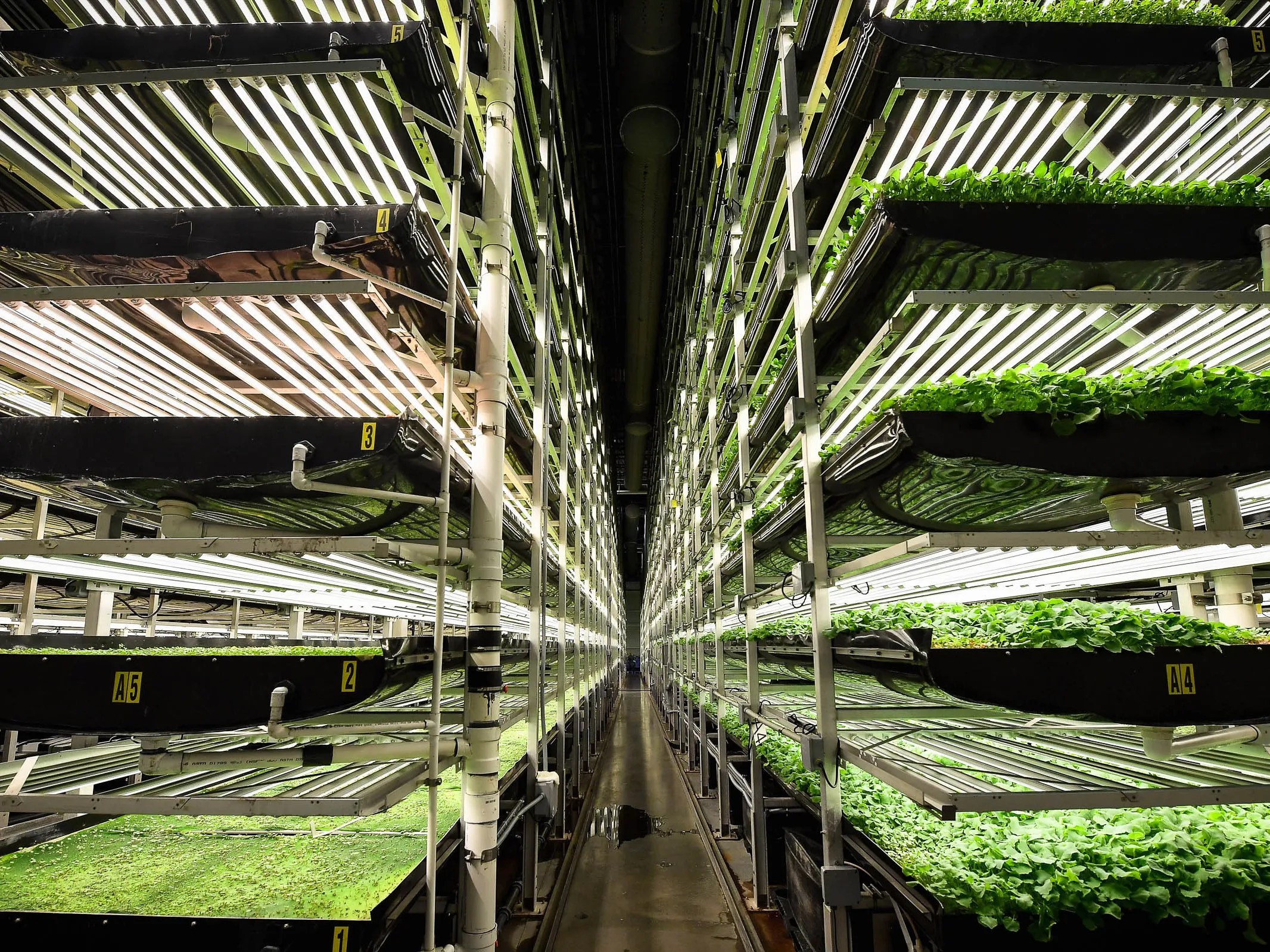 Rows of crops in a vertical farm