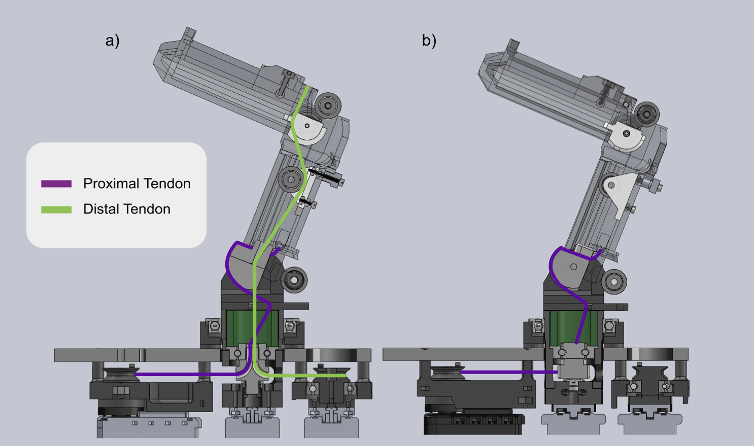 Tendon routing for proximal and distal links